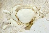 Fossil Crab (Potamon) Preserved in Travertine - Turkey #121380-3